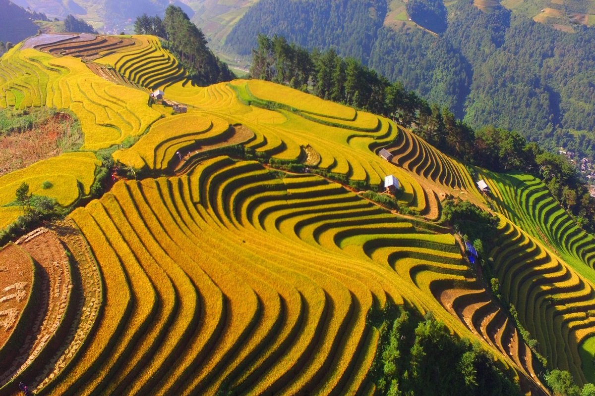 Mu Cang Chai season ripe rice